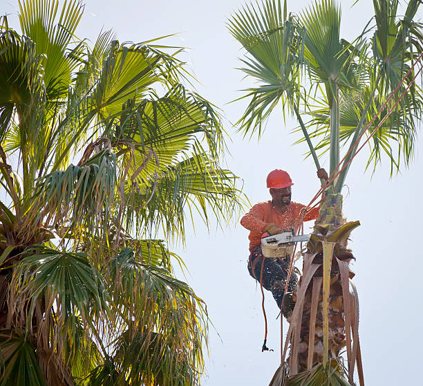  Honaker, VA Tree Service Pros